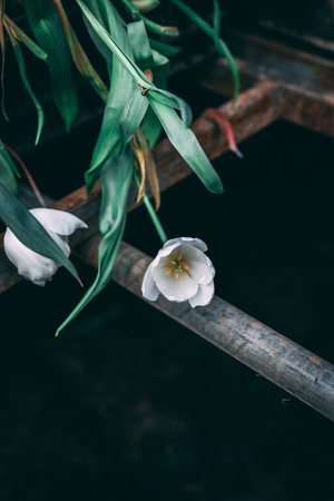 White tulip flower on the black background and old pipes antic