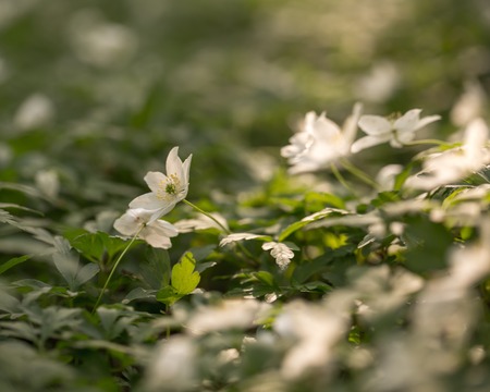 White anemone flowers blooming in springtime forest in poland wild white flowers Stock Photo