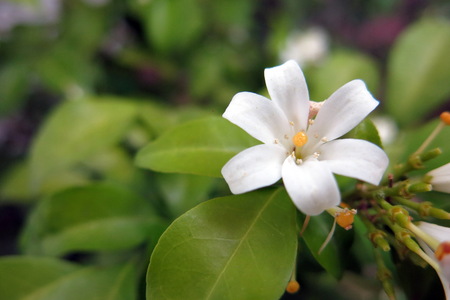 Beautiful orange jasmine flower Stock Photo