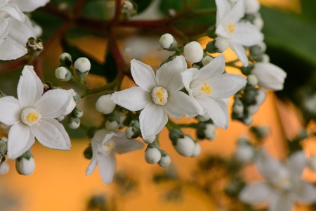 Close up of white flowers on a shrub with a golden background Stock Photo