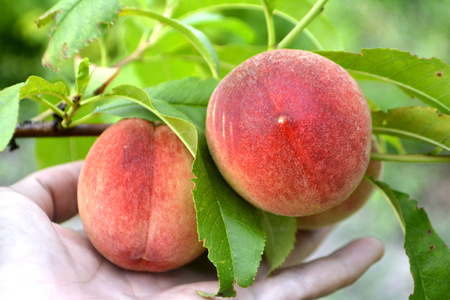 Peaches on a branch and in hand Stock Photo