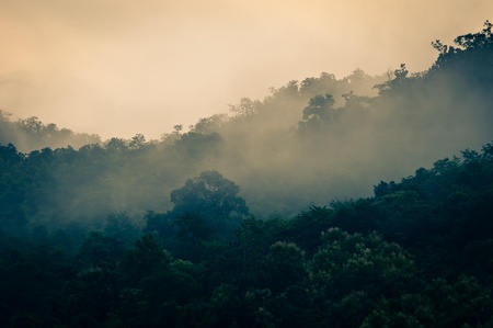 Misty early morning forest with a bit of sunlight Stock Photo