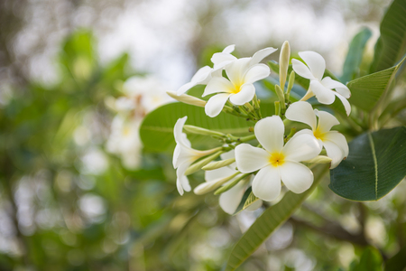 White flower in the garden of thailand nature Stock Photo