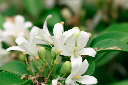 Closeup of white flower background