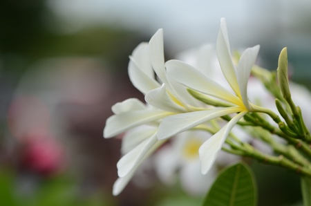 Frangipani