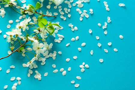 White cherry blossom twigs lying on blue paper background copy space Stock Photo