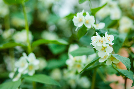 Beautiful blooming jasmine bush in spring background growing jasmine in the garden