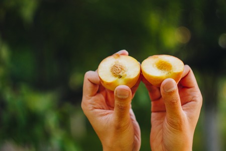 A man s hand holds a freshly picked ripe peach fruit with a bone cut in two pieces against a background of grass and trees close up summer on blurred background organic garden Stock Photo