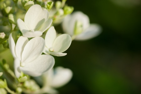 White flower close up in nature smooth background