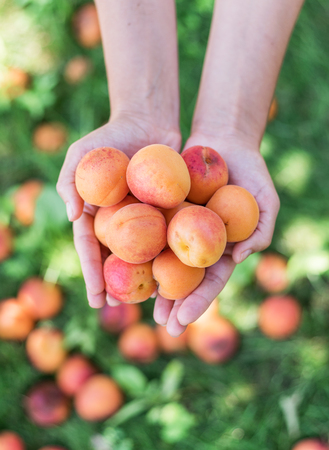 Ripe yellow apricots in female hands on a summer day in nature