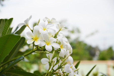 Closeup of plumeria flower on tree