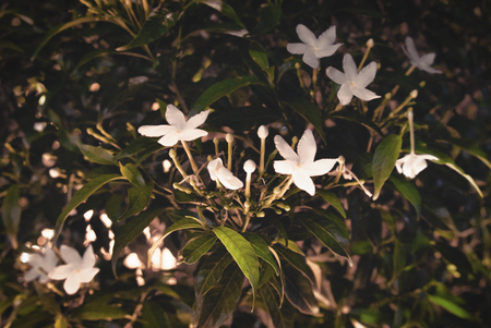 Small star like white flowers flowering bush floral background