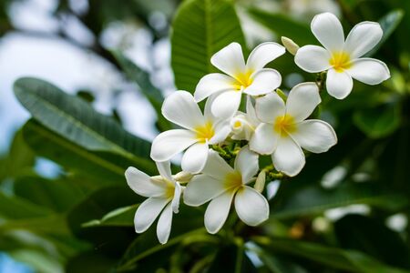 Beautiful plumeria flowers on tree in the garden