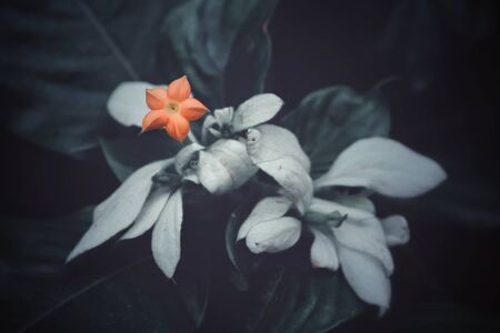 The white flower blooming in dark background