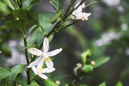 Fruit orange or citrus japonica thunb and kumquats blossom on tree green nature background