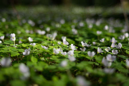 Common wood sorrel blossom and leaves are edible oxalis acetosella