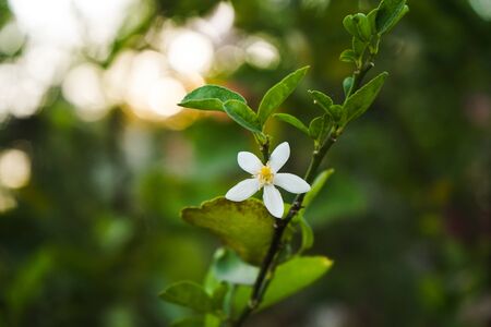 Orange blossom flowers on a branch