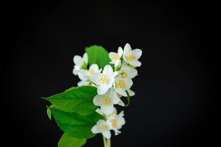 Beautiful white jasmine flowers on a branch isolated on black