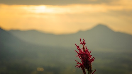 Flower at the mountain view