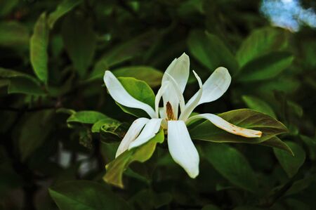 Magnolia branch with beautiful flowers with white petals and green leaves on a sunny spring day