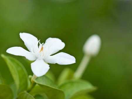 Wrightia antidysenterica flowers in the garden