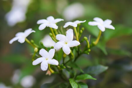 White flowers sampaguita jasmine blooming in nature garden