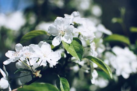 Blossom of the cherry tree as the sign of spring time Stock Photo