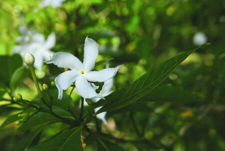 White tropical flower with lush green foliage close up on a blurred background there is a place for inscription Stock Photo