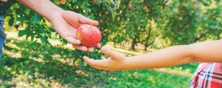 Daughter and father collect apples in the garden selective focus nature