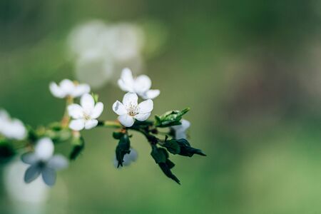 Photo of closeup blossoming tree in forest or park beautiful nature background