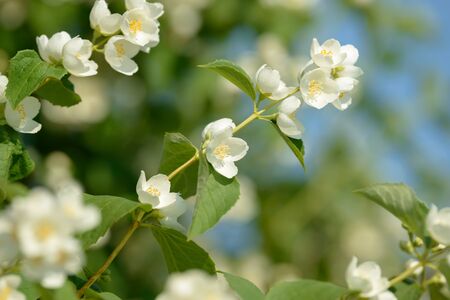 Close up of white jasmine flowers in a garden flowering jasmine bush in sunny summer day nature background Stock Photo