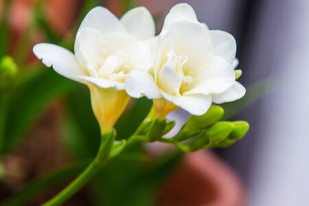 Close up of freesia flowering plants on terrace pots in natural light