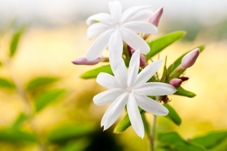 Jasmine flower with a background yellow bushes