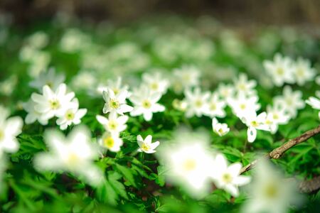 Meadow covered with little beautiful white wild flowers in the forest spring or summer natural background close up selective focus