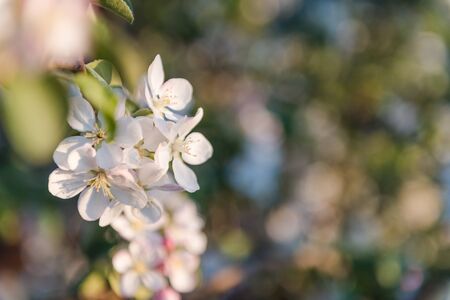 Flowering apple tree flowers close up background photo fruit tree natural fruits in the garden white flowers small flowers on a tree Stock Photo