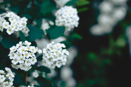 Many small ornamental flowers with little white petals in a green blurry bush seasonal decorative bright colored plant in the garden or park