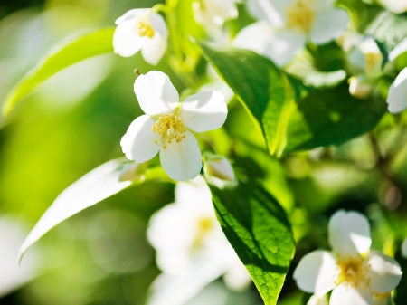 A blooming branch of apple tree in spring Stock Photo