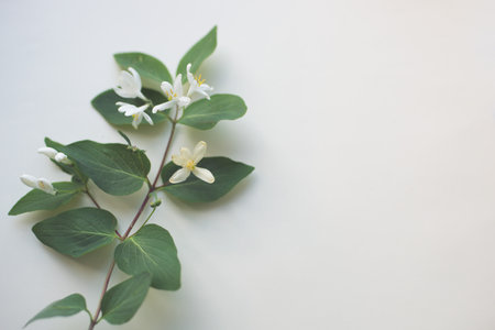 Summer botanical floral composition with flowering tree branch on white table copy space art card top view Stock Photo