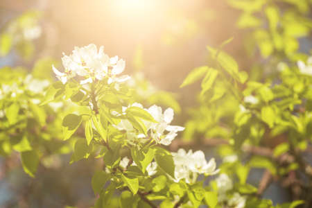 Apple blossom branches with young leaves illuminated by sunlight in spring