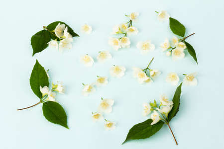 Beautifull white jasmine flowers isolated on blue background close up