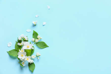 Beautiful jasmine flowers on color background Stock Photo