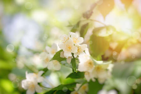 Flowering jasmine flower the beautiful scent of flowers spreads through the air