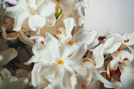 Macro image of spring lilac violet flowers