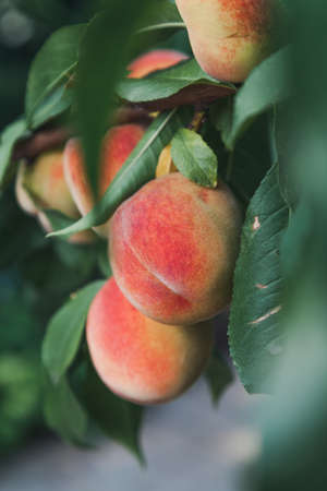 Early fruit harvest several ripe fruits hang on a peach tree branch Stock Photo