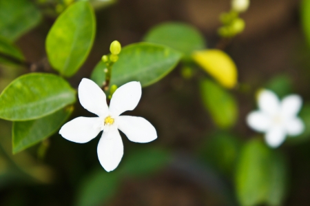 Jasminum auriculatum