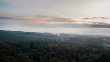 Rainforest trees with sea clouds din the background Stock Photo