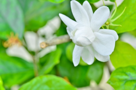 Close up jasmine