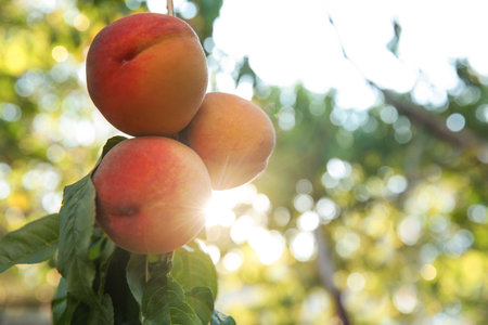 Ripe peaches on tree branch in garden space for text