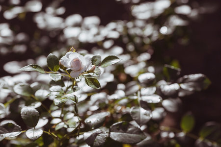 Bushy white rose with dew at dawn an elegant twig and a bud beautiful sunshine the background image is green and white natural environmentally friendly natural background