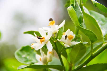 Lemon flower